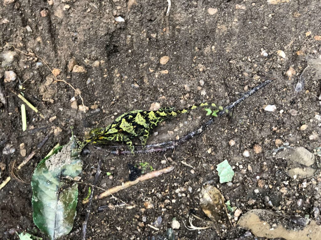 Chameleon in RMNP