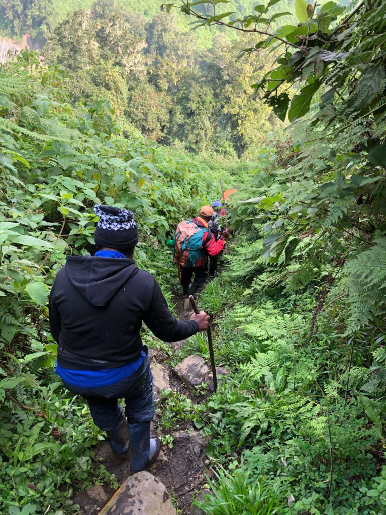 Mt Rwenzori Flora