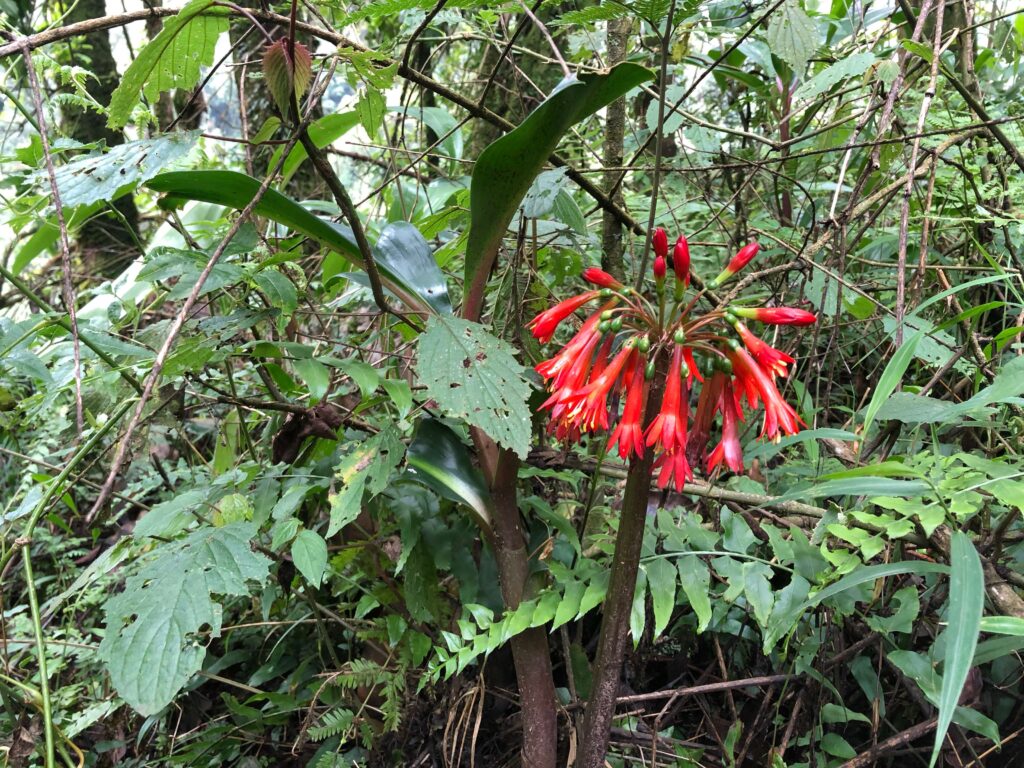 Mt Rwenzori Flora