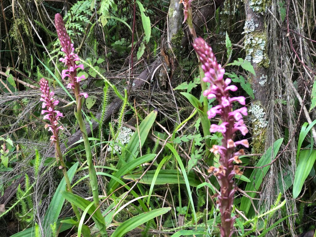 Mt Rwenzori Flora