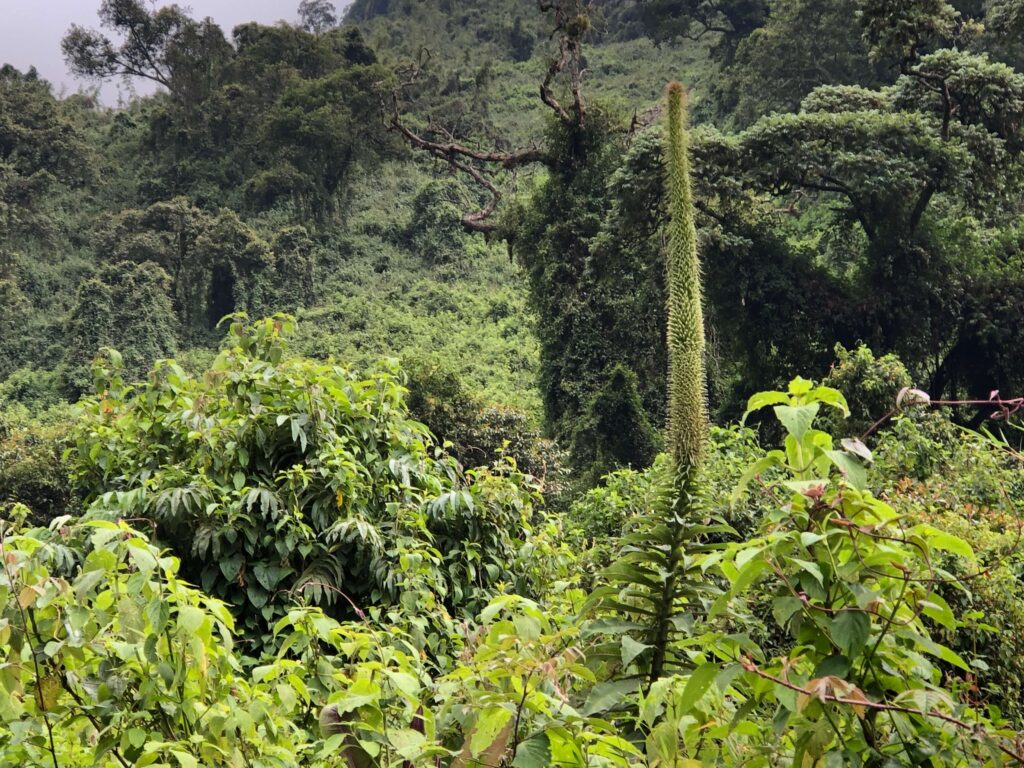 Mt Rwenzori Flora