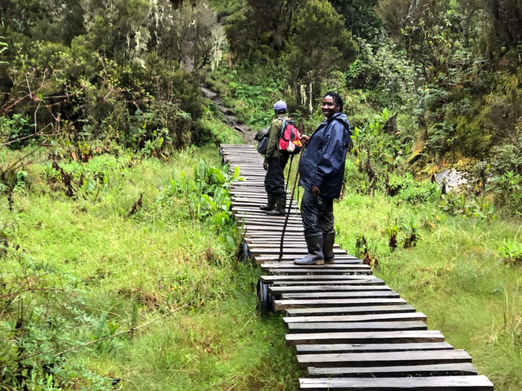 Board walk in Mt Rwenzori