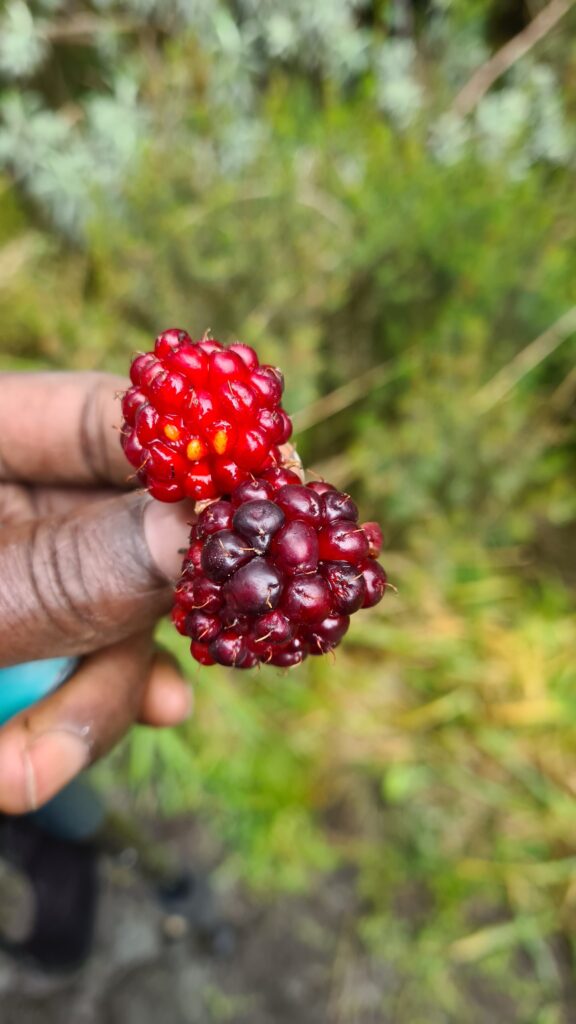 Mt Rwenzori berries