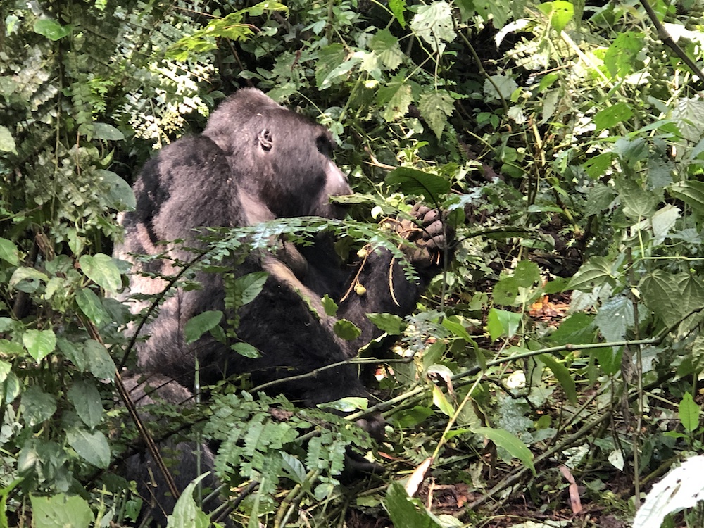 Silverback Makara from Habinyanja family in Buhoma