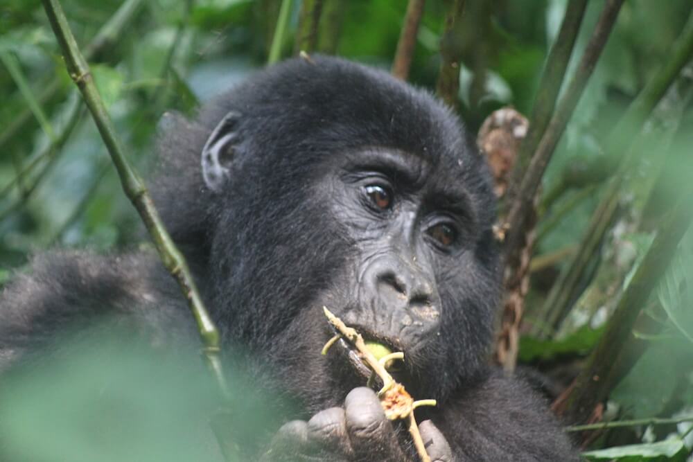 Tracking Gorilla in Bwindi