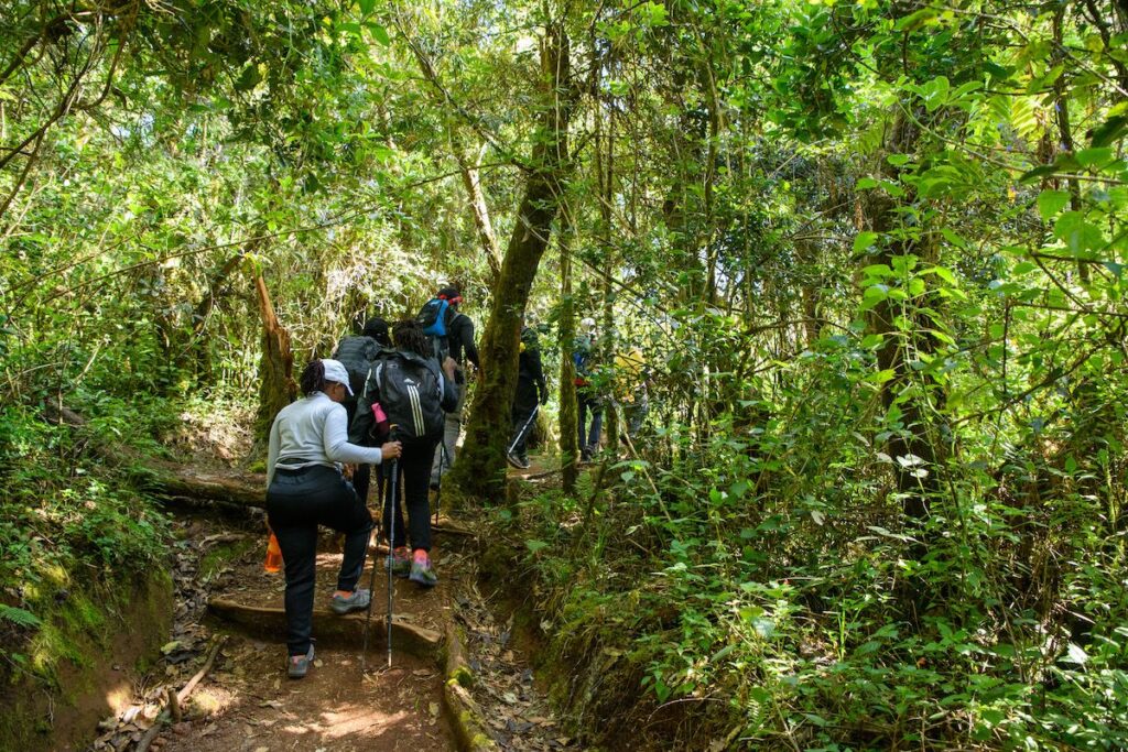 Kilimanjaro rain forest cool and calm